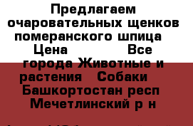 Предлагаем очаровательных щенков померанского шпица › Цена ­ 15 000 - Все города Животные и растения » Собаки   . Башкортостан респ.,Мечетлинский р-н